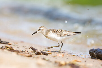 A small sanderling bird foraging on a sandy beach on a bright sunny day 