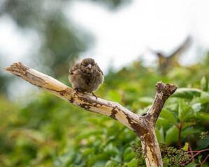 sparrow Birds with their families standing on the branches and feeding their young chicks of various kinds 