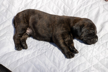 dog sleeping in bed