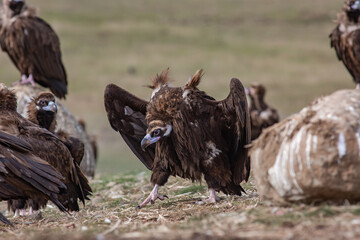 Cinereous Vulture, (Aegypius monachus) in a group natural habitat. Wild life.