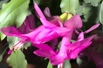 Obraz premium A home flower with blooming pink flowers is very close. Blur