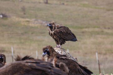 Cinereous Vulture, (Aegypius monachus) in its natural environment. Wild life.