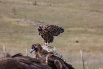 Cinereous Vulture, (Aegypius monachus) in its natural environment. Wild life.