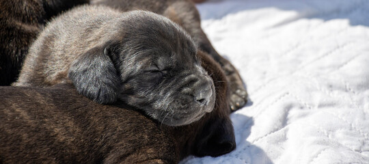 Obraz premium puppies in the snow