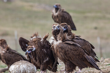 Cinereous Vulture, (Aegypius monachus) in a group natural habitat. Wild life.