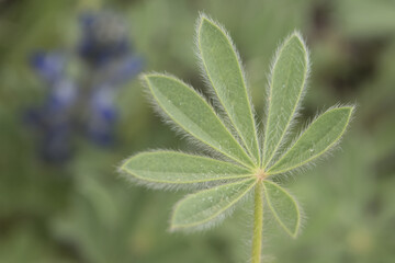 Lupinus micranthus lupine or lupine small legume with intense light blue and white flowers arranged in rods surrounded by hairy, star-shaped leaves