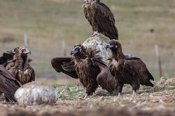 Cinereous Vulture, (Aegypius monachus) in its natural habitat. Wildlife.