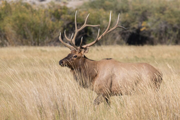 Naklejka na ściany i meble Bull Elk in Idaho