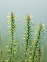 Close-up underwater view of Canadian waterweed sprouts