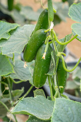 Four Cucumbers on a Bush