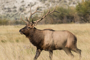 Wapiti