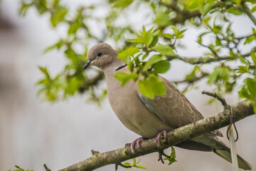 Collared Dove  --  Streptopelia  decaocto