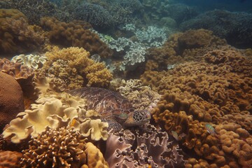 Green turtle resting on the reef