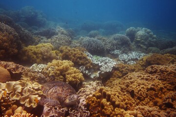 Fototapeta na wymiar Stunning reef of Apo Island