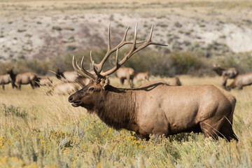 Naklejka na ściany i meble Bull Elk During the Rut