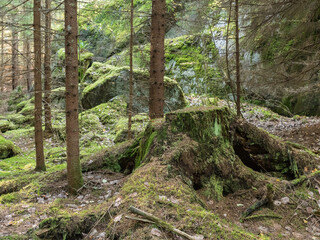 Old decayed tree stump and young spruces in boreal forest