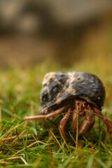 animal,caracola, naturaleza, fauna, césped, verde, animal, cangrejo, bosque, macro,  darien, colombia, ermitaño, choco, selva