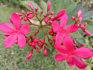 Obraz premium pink flowers