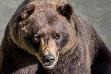 Grizzly bear with small ears looking in the bottom front.