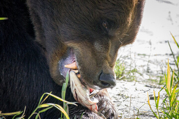 Grizzly bear with white teeth eating fish