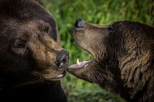 Two grizzly bears kissing or touching with mouth
