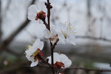 Spring flowers bloom on a fruit tree.