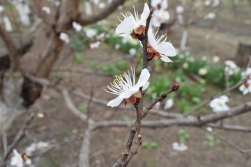 Spring flowers bloom on a fruit tree.