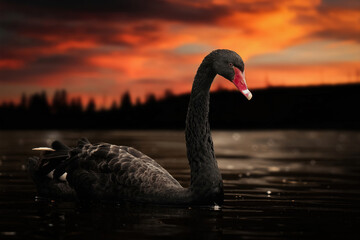 Black swan floating on a lake at sunset