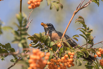 Robin Feeding on Mountain Ash Berries