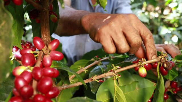 Man harvesting red mature coffee cherries from a tree 