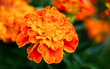 Close up beautiful Marigold flower, Tagetes erecta, Mexican, Aztec or French marigold in the garden. Macro of marigold patula on a beautiful green background. Peaceful nature concept.