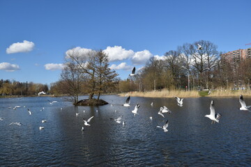 Baltic seagulls in their natural habitat.