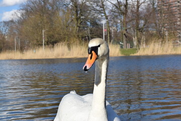 Beautiful white swan posing on the city pond.