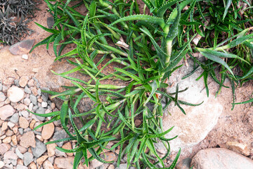 Cactus of various shapes grown in sand desert terrain top view