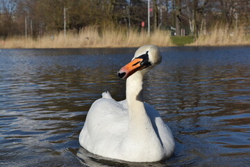 Beautiful white swan posing on the city pond.