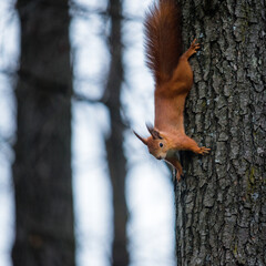 Squirrel on a tree