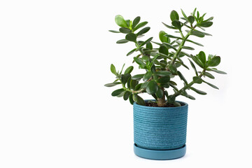 Crassula bush in a blue flower pot on a white background copy space. Money Tree.