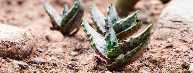 Cactus of various shapes grown in sand desert terrain.Close-up