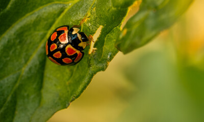 bright color ladybug beetle also called Coccinellidae eating tomato plant a leaf