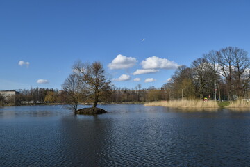 Beautiful landscape, an islet with a tree on the pond.