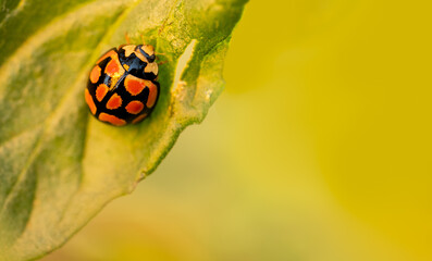 Close up shot od ladybug beetle eating tomato plant a leaf