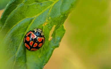 bright color ladybug beetle also called Coccinellidae on a leaf