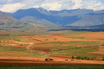 Fototapeta na wymiar Traditional agricultural farming and mountain landscape in Malealea, Lesotho.