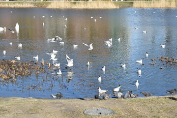 Baltic seagulls in their natural habitat.