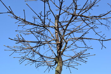 Whimsical tree shape against the sky.