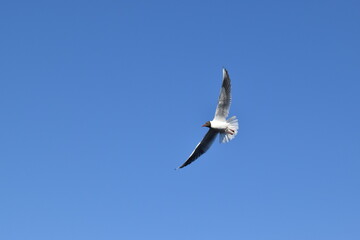 Flying Baltic seagulls against the sky.