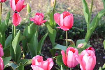 Tulips