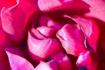 Fototapeta na wymiar Closeup macro of pink rose petals in Lake Atitlán, Guatemala.