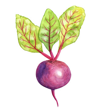 Watercolor beetroot isolated on white background. Vegetable hand drawn illustration