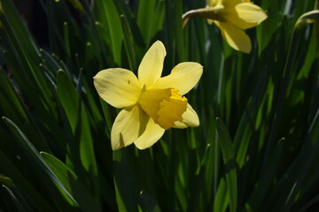 A beautiful yellow daffodil with green foliage has blossomed.